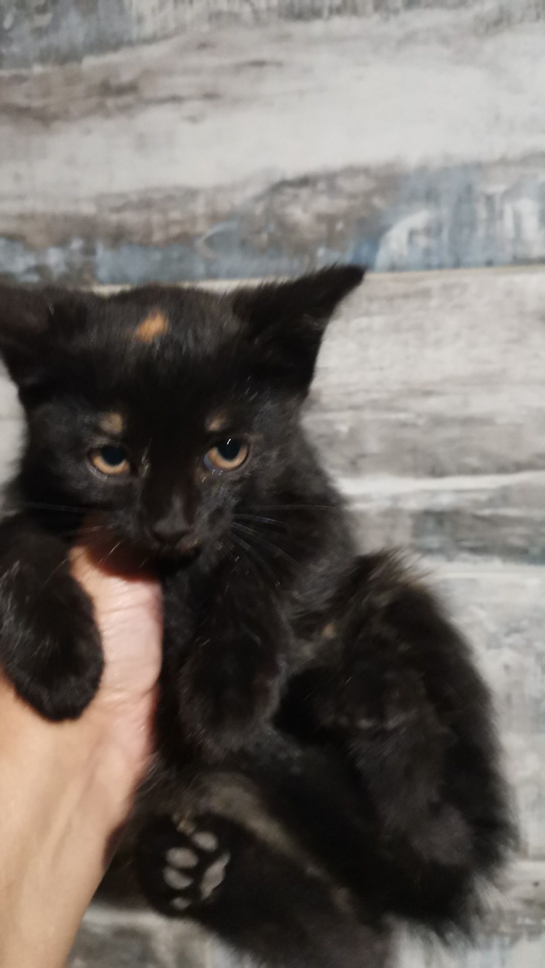 Котята девочки домашние чистые