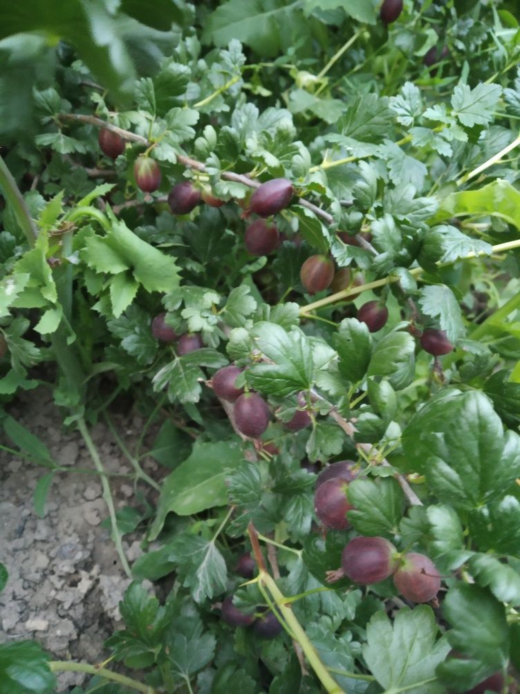 Саженцы крыжовника,сморжовника,войлочной вишни( китайка)