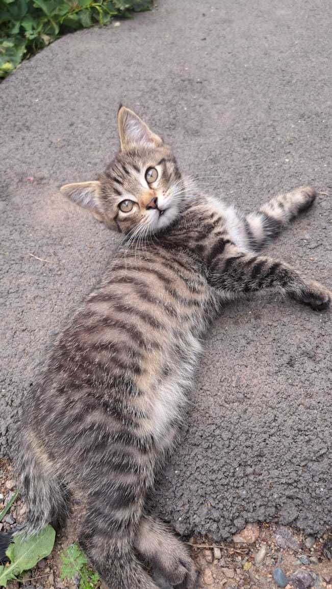 Отдам даром Котенка