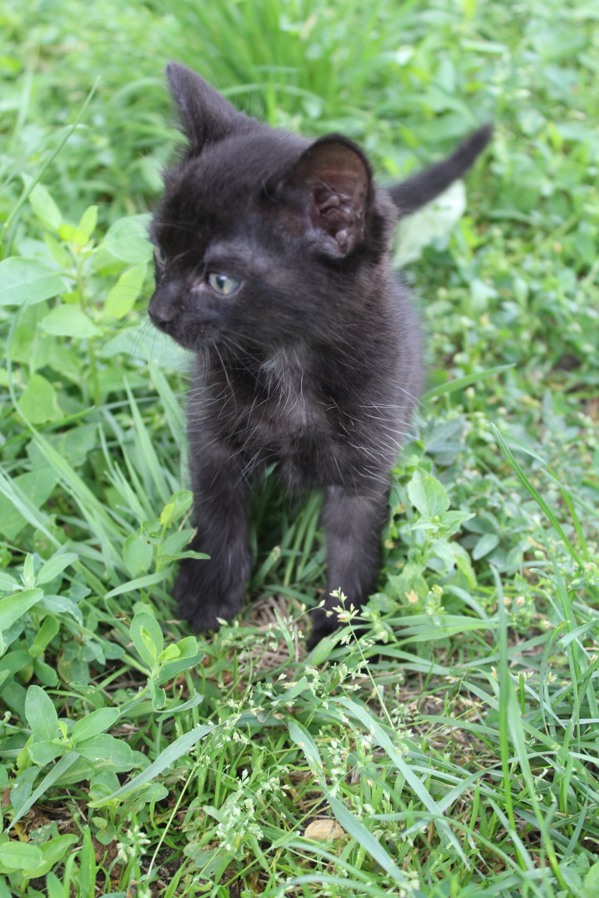 Котята мальчик котенок 2 месяца в добрые руки БЕСПЛАТНО