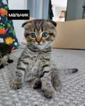 Шотландские вислоухие котята