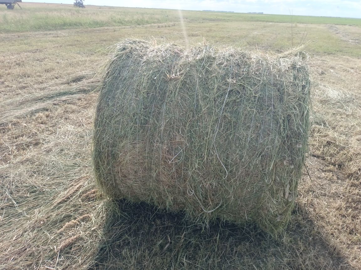 Продам сено в рулонах  луговое разнотравье.