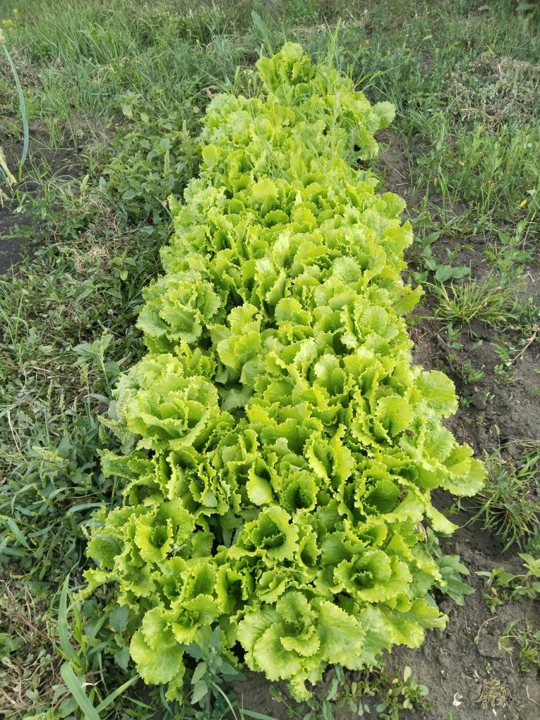 Продам листья салата и рукколу
