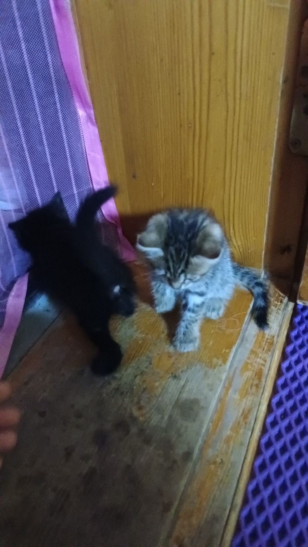 Котята, кошки, котики