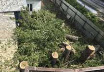 Вырубка и спил деревья, любой сложности
