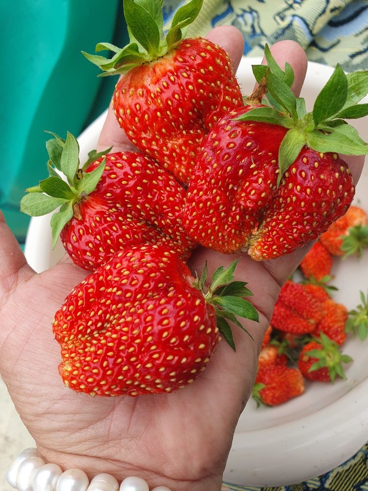 Продам  многолетки