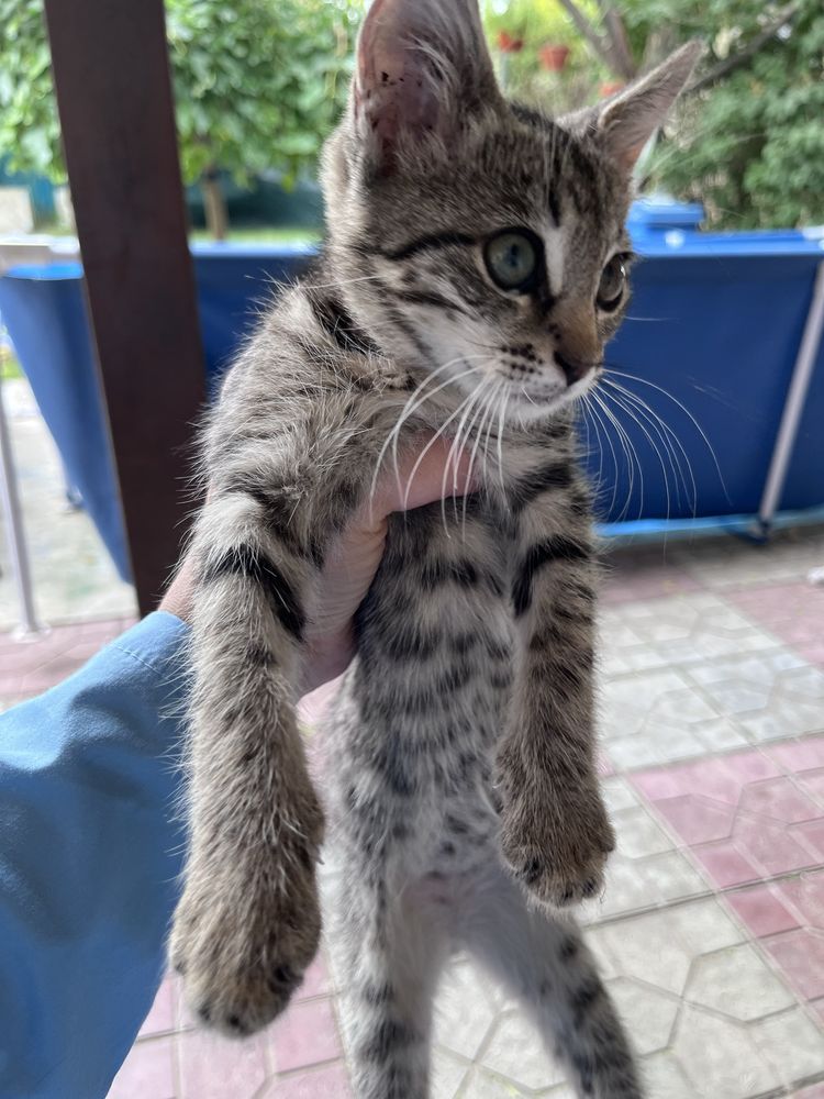 Отдам котенка в добрые руки