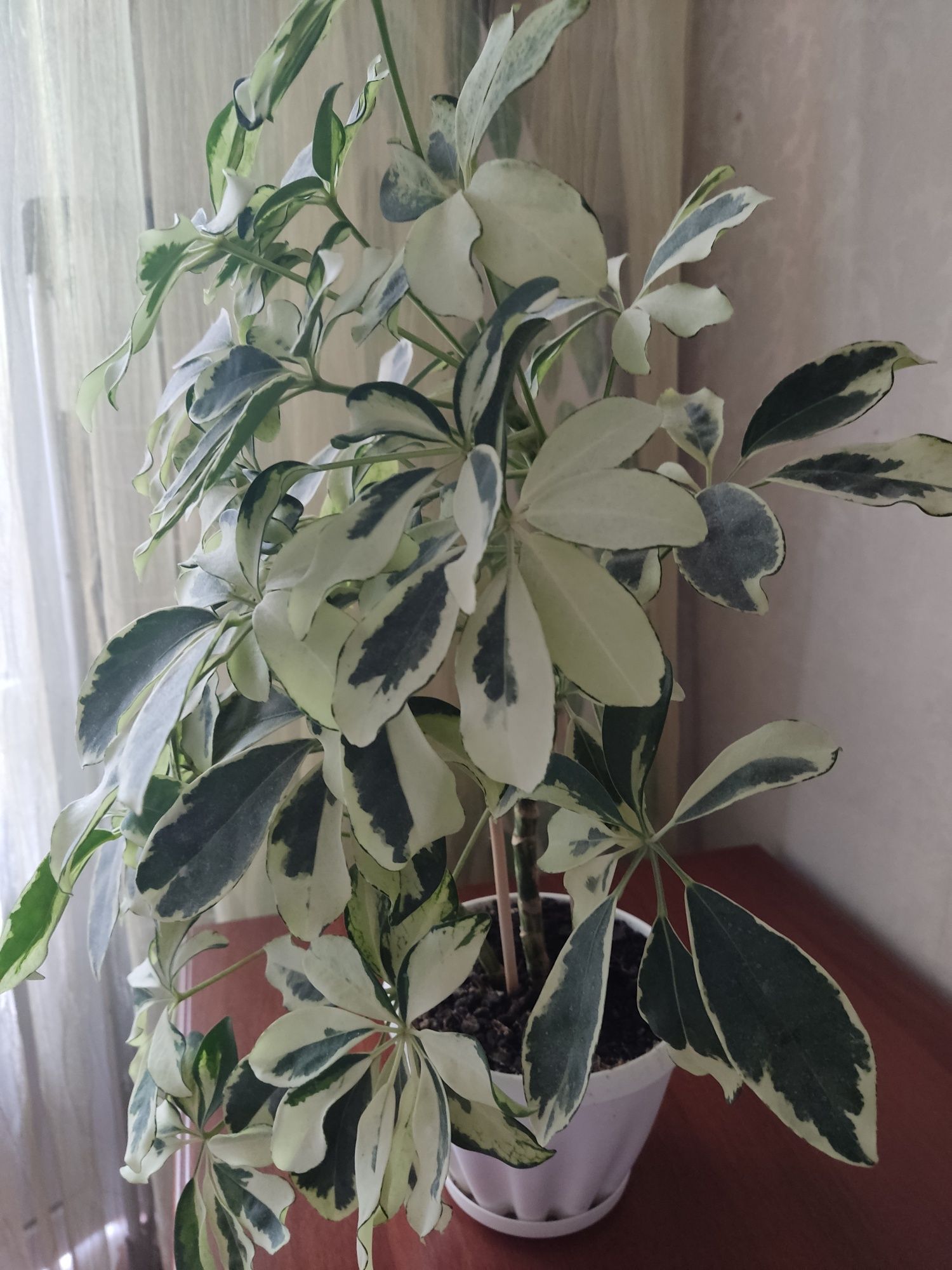 Шеффлера, 2 ветки