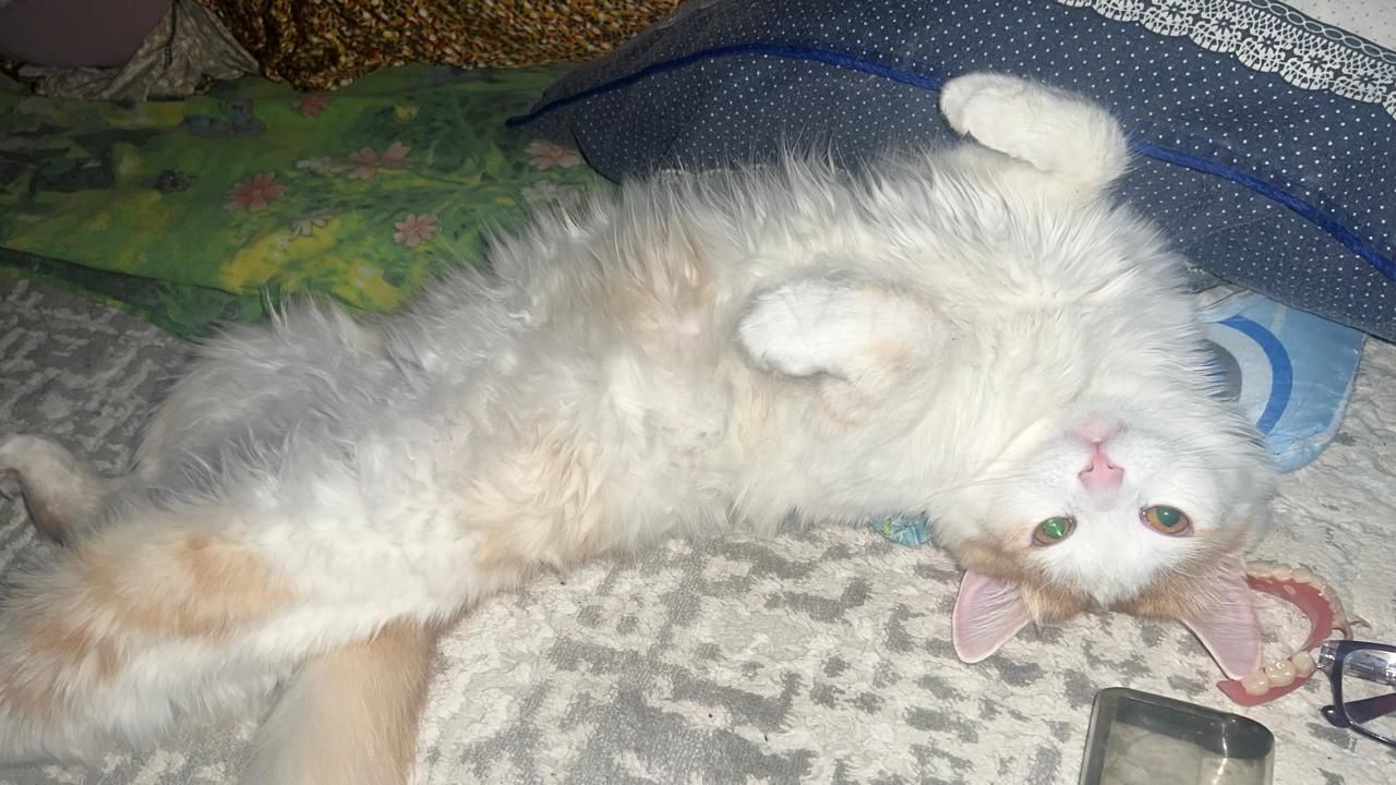 Котик 1год 5месяцев