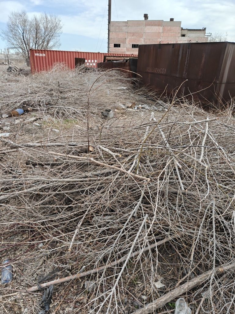 Бесплатно отдам деревья под сруб(Карагач)