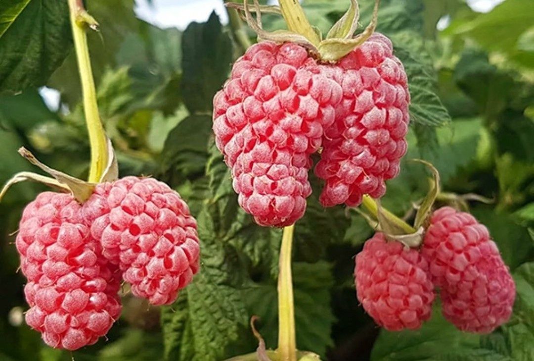 Саженцы клубники, малины, вишни, смородина, крыжовник, слива жёлтая, е