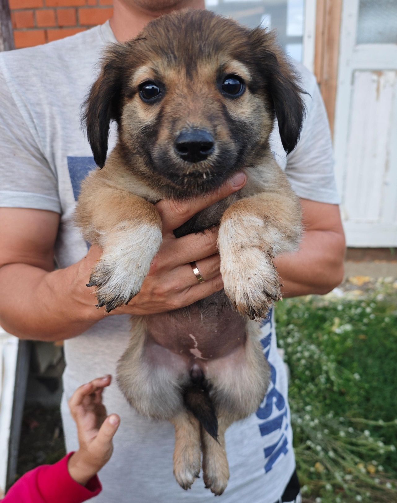 Щенки бесплатно в надёжные руки