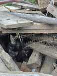 Отдам даром котят
