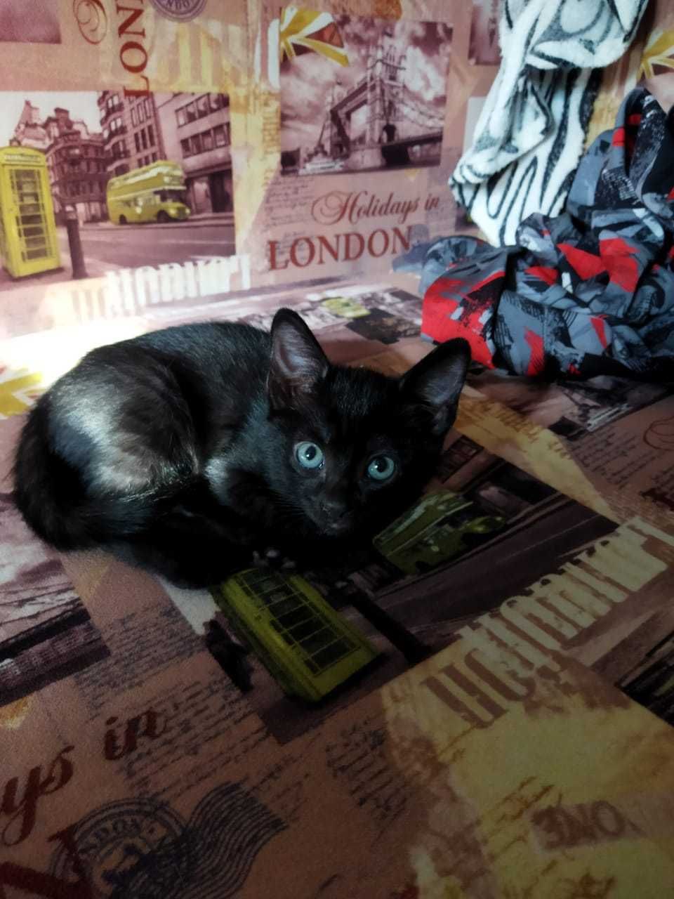 Отдам котёнка в хорошие добрые руки