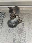 Отдам котят в хорошие руки
