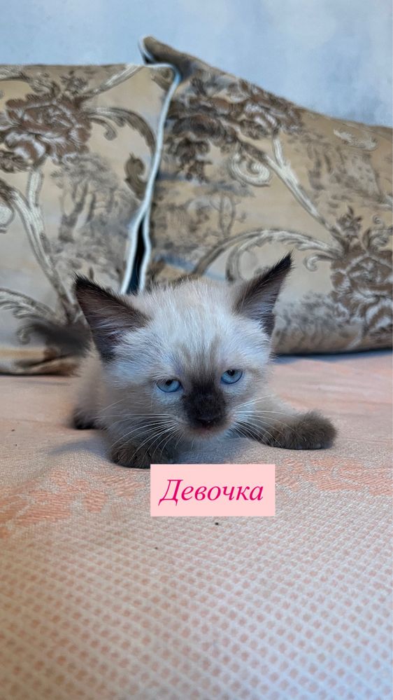 В хорошие и ответственные руки!