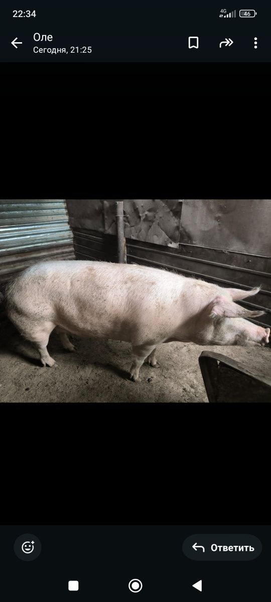 Продам свиноматку и кабана