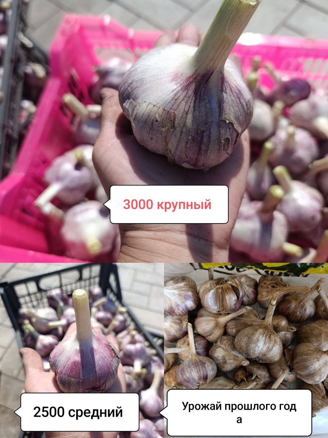 Продам чеснок зимний