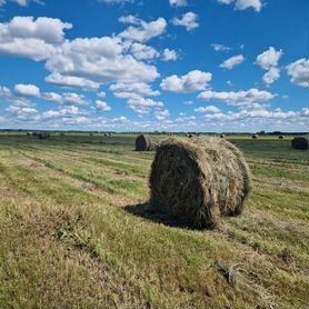 Продам  сено  Суданка смесь с пшеницей в рулонах в большом объем