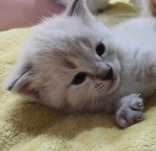 котенок серый (девочка)
