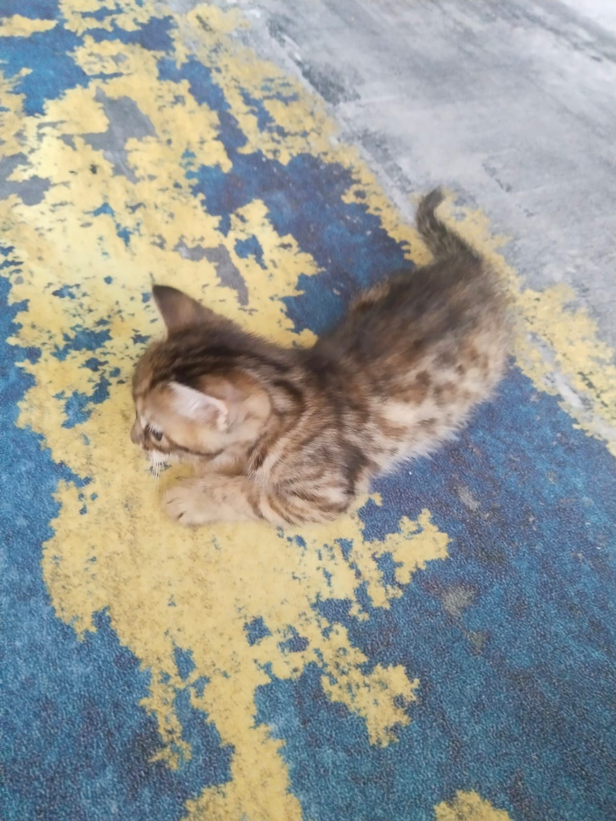 Отдам котят в хорошие и добрые руки.