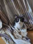 Котята мальчик девочка