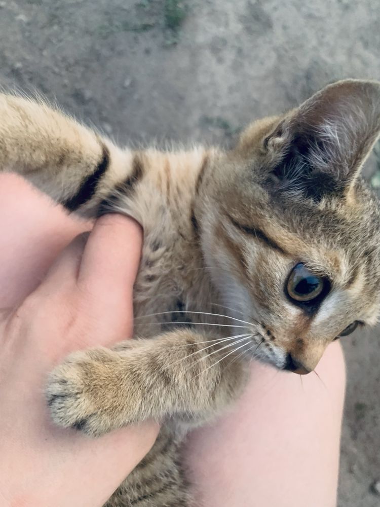 Отдаем котят, в добрые руки «БЕСПЛАТНО»