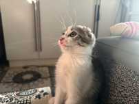 Котенок вислоухий продам договоримся по цене .очень классный , умница