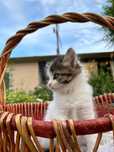отдам котенка в добрые руки
