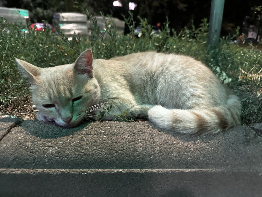 Кошечка ищет дом