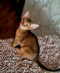 Абиссинский котик