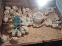 Продам бройлерных цыплят