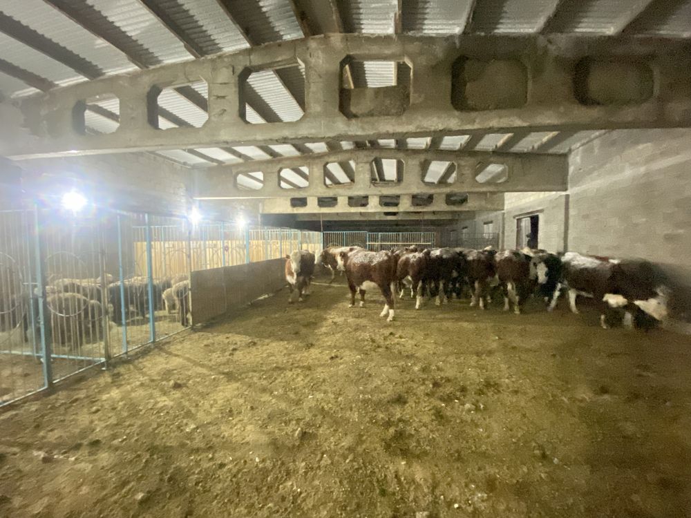 Продам действующее КХ на пролетарке. ЗКО Аксай.
