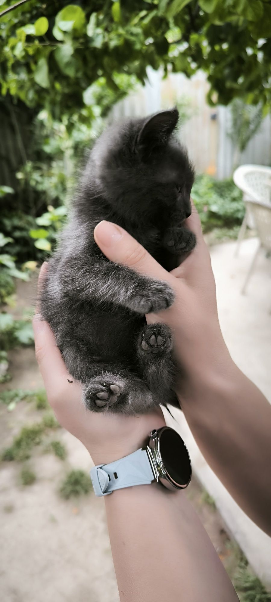 Котенок готов к переезду