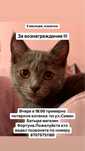 Потерялась кошка, отеген батыра