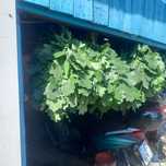 Продам дубовые веники. Свежие. Пышные.