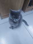 Отдам кошку с котятами в добрые руки