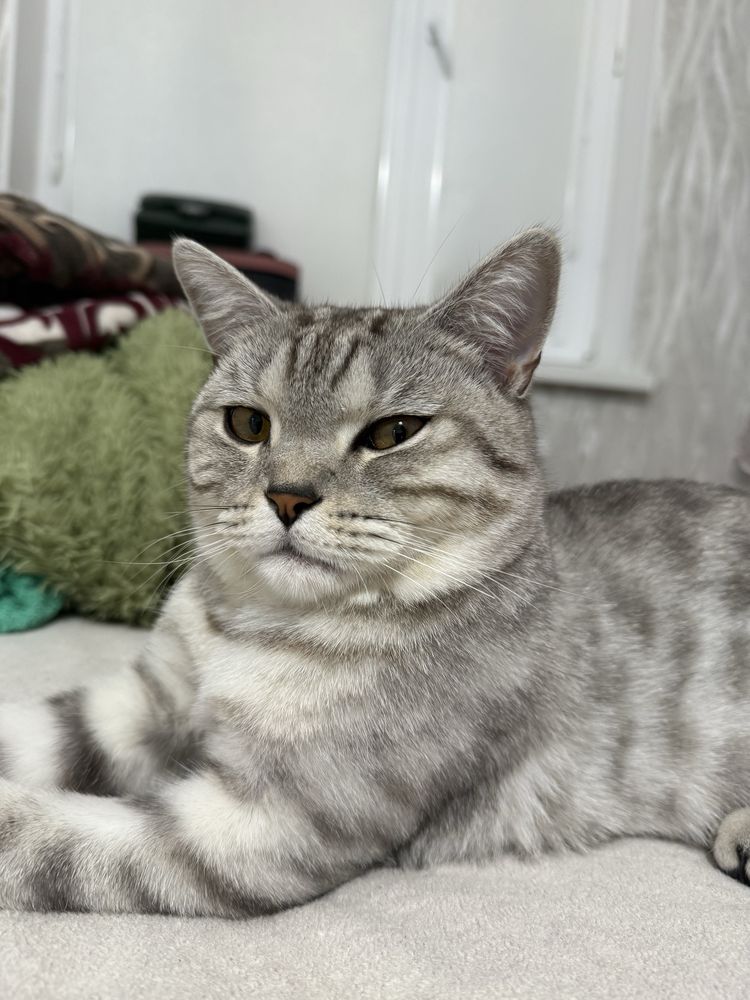 Шотландский страйт кошка