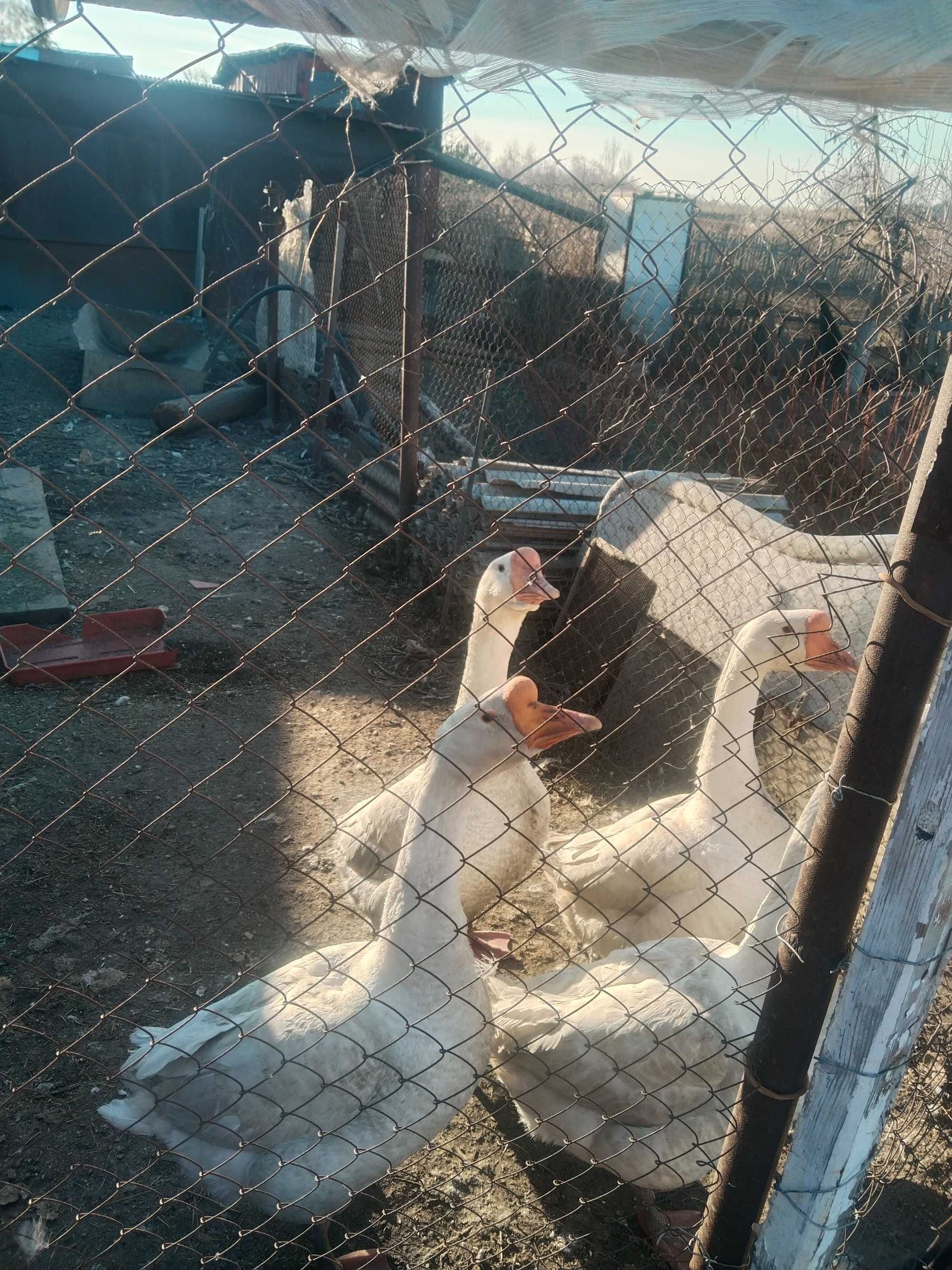 Продам 4- х гусей