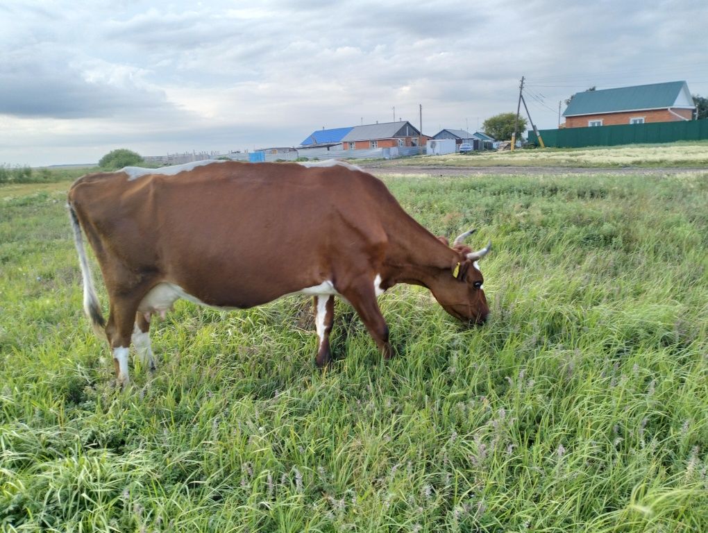 Продам корову 4 года, дойная