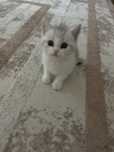 котик шотландская пародистая