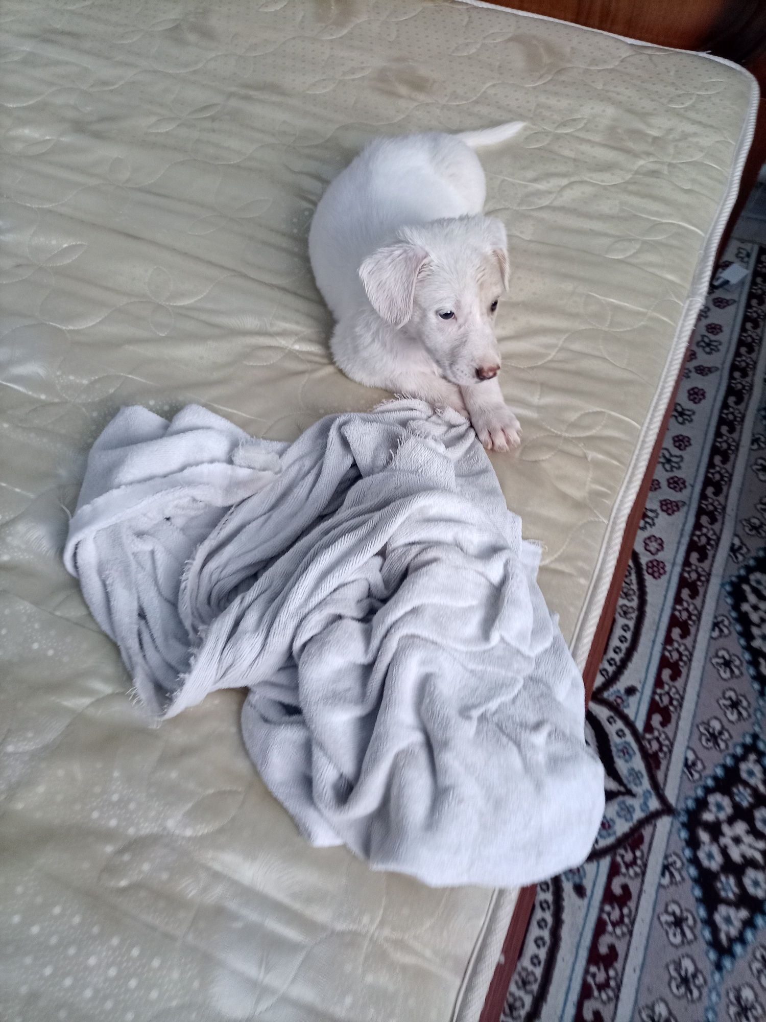 Отдам в добрые руки