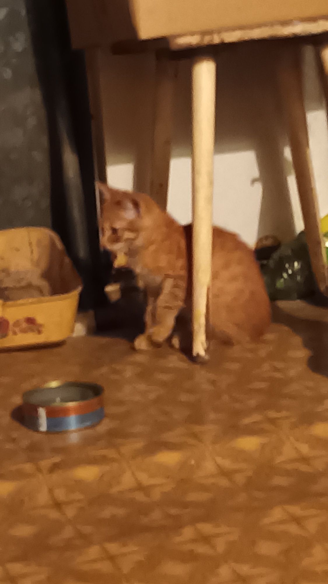 Отдам котят,3 мальчика 2 месяца!
