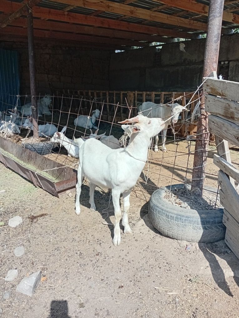Заанен лақтар сатылады.