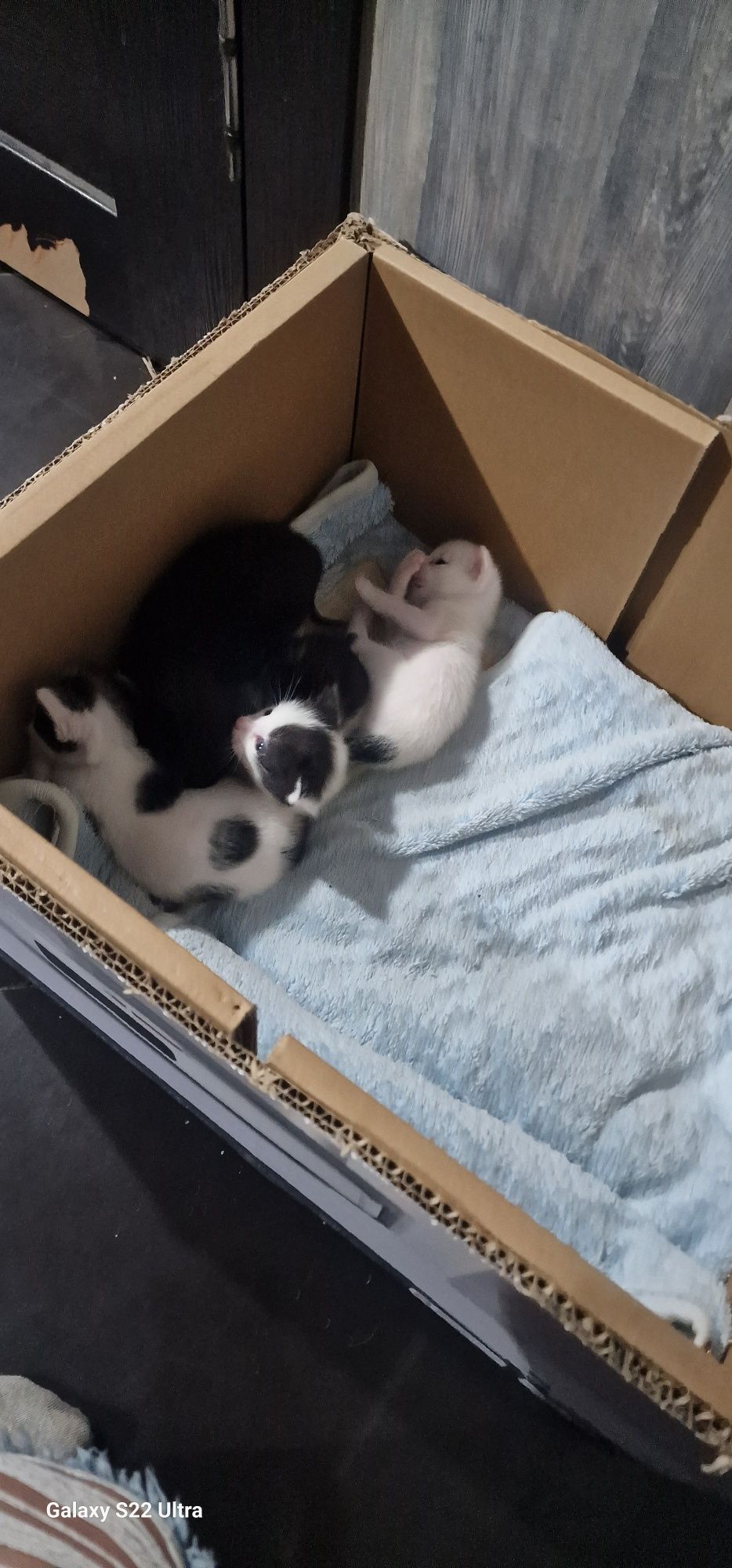 Отдадим котят бесплатно