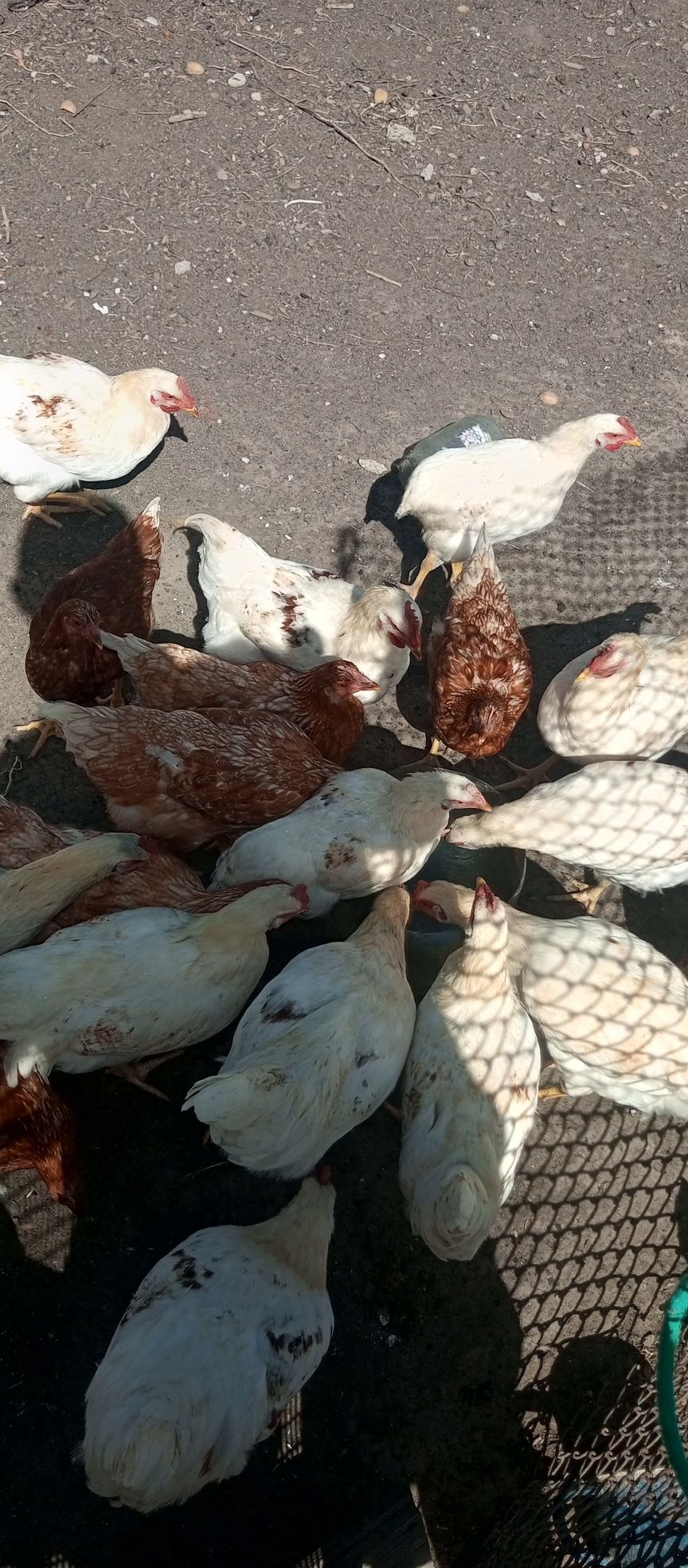 Продам петушков ломан Браун 5 месячных