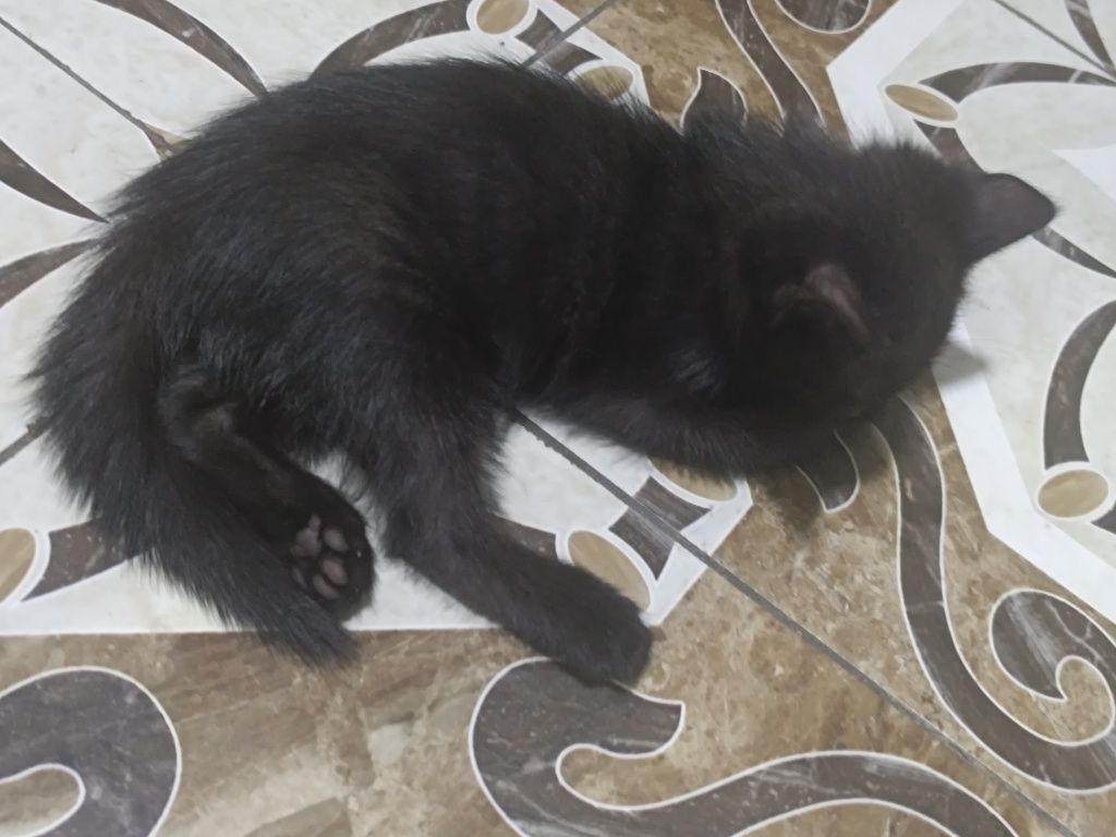 Домашние котята, мыргаулар