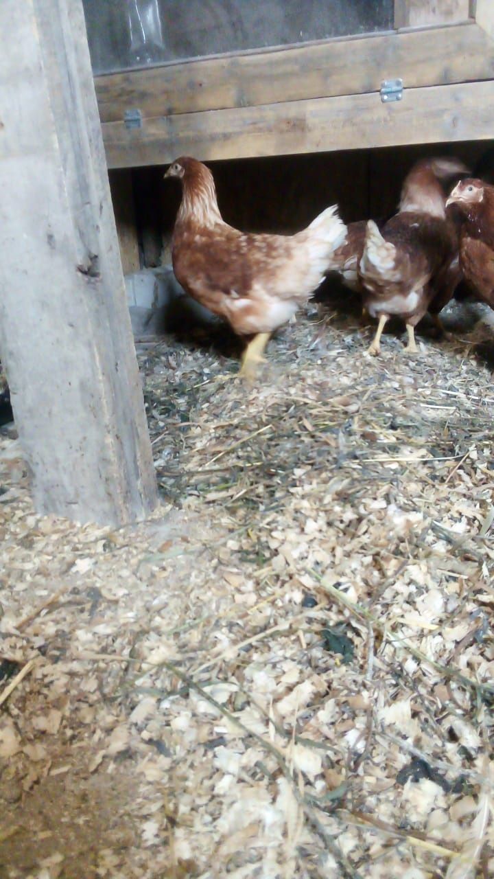 Продам куриц Ломан браун
