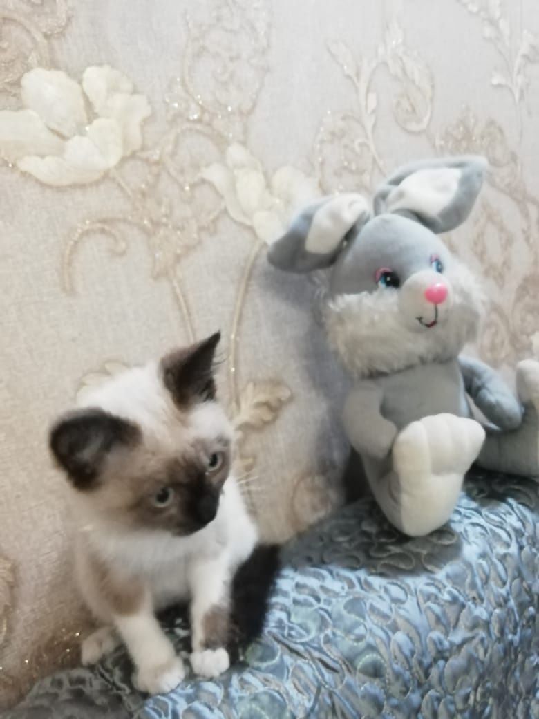Отдам котят в хорошие руки