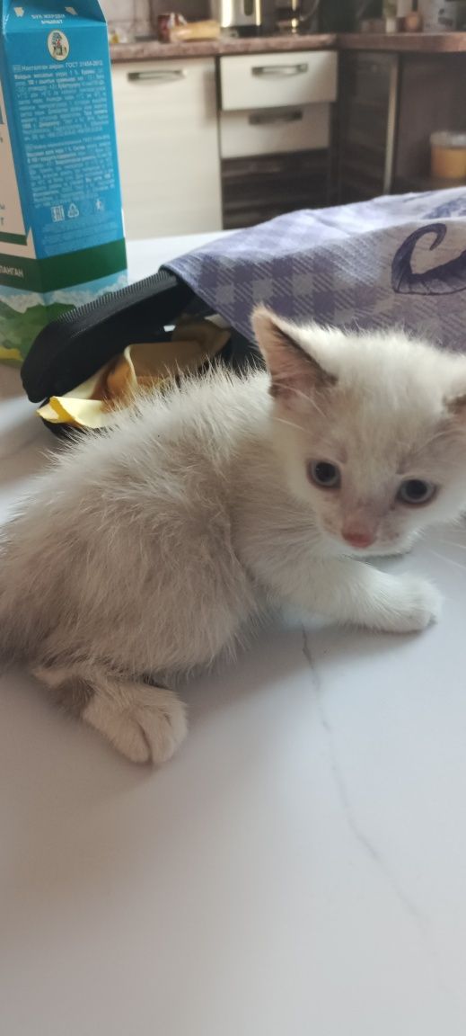 Домашнии котята возраст 1 месяц.